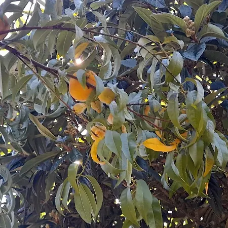 Vakantiehuis A Casa Da Azenha *