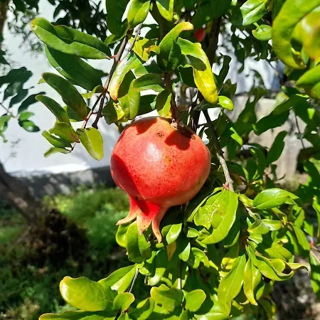 A Casa Da Azenha Sertã
