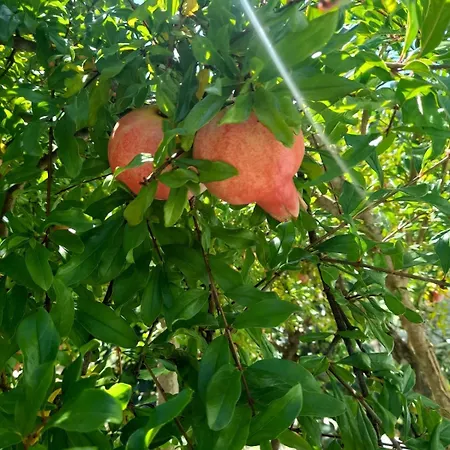 Nyaraló A Casa Da Azenha Sertã