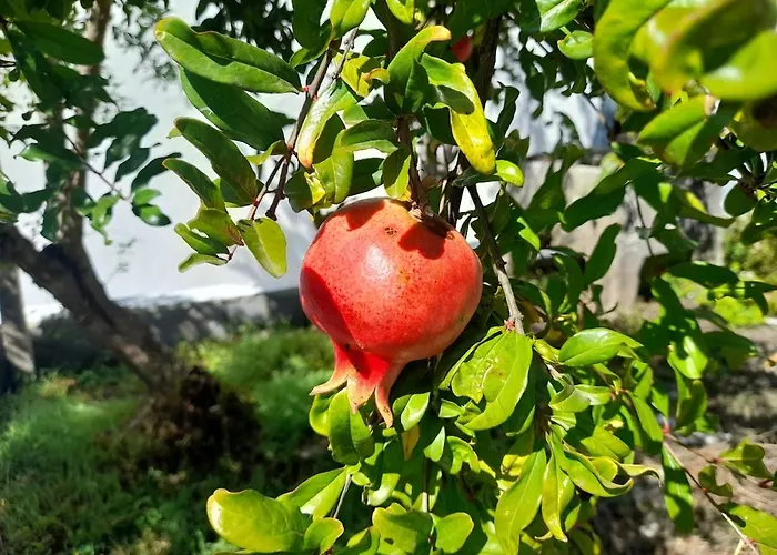 A Casa Da Azenha Sertã