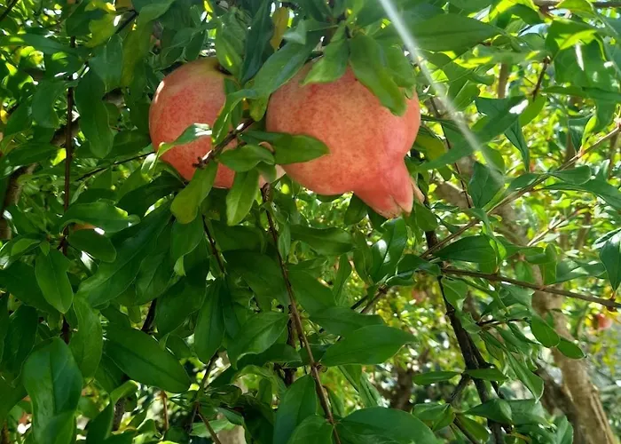 Prázdninový dům A Casa Da Azenha Sertã